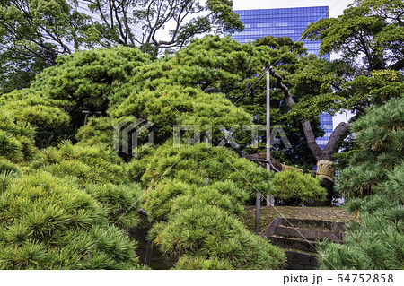 東京の安らぎ空間・浜離宮恩賜庭園 三百年の松 東京の安らぎ空間・浜離宮恩賜庭園 三百年の松 64752858