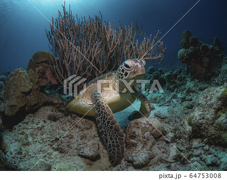 アオウミガメ 64753008