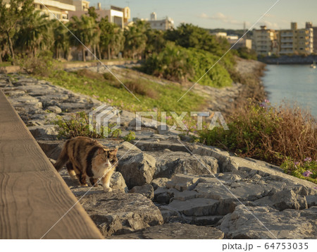 cat cat 64753035