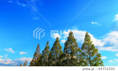 樹木と青空の風景 64753202