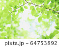 やわらかな光に輝く新緑 64753892