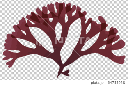 海藻 紅藻類 コメノリ ベクター素材のイラスト素材