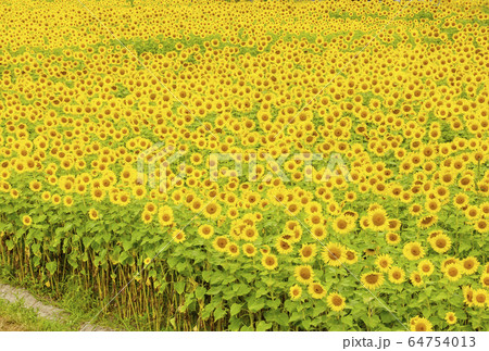 南光ひまわり畑　向日葵の花畑　兵庫県観光スポット　満開のヒマワリ　イメージ素材　 64754013