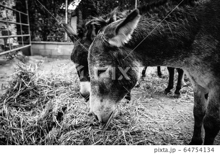 Donkeys eating in nature 64754134