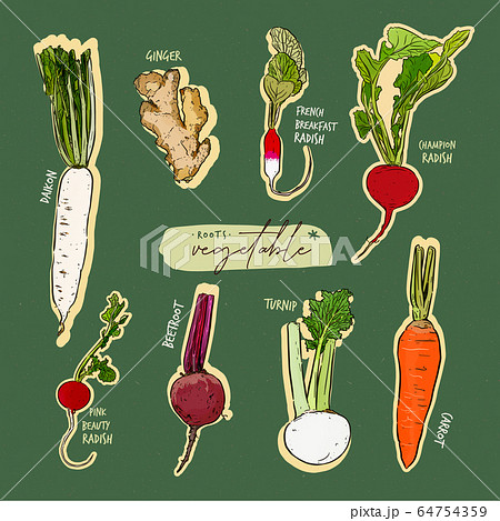 Root vegetables collection, hand draw sketch 64754359