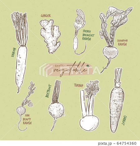 Root vegetables collection, hand draw sketch 64754360