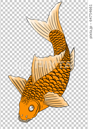carp 64754661