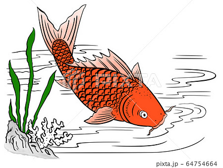 魚 魚類 サカナ 64754664