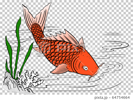 魚 魚類 サカナ 64754664