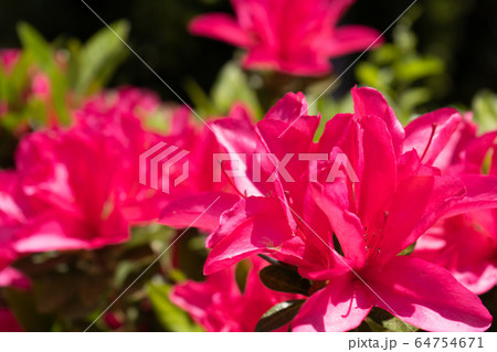 つつじ 64754671