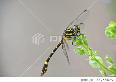 コオニヤンマ(小鬼蜻蜓) コオニヤンマ(小鬼蜻蜓) 64754675
