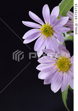 都忘れ 都忘れ 64754718