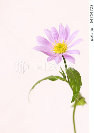 都忘れ 都忘れ 64754728