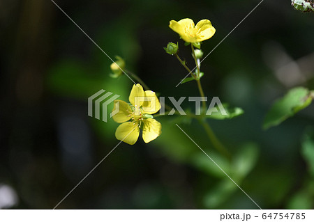 ミツバツチグリ 64754785