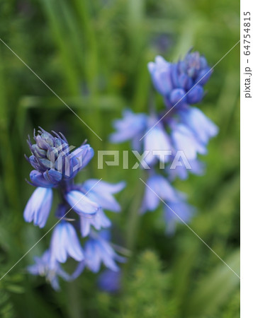 道端に咲くヒアシンソイデス 64754815