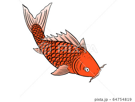 魚 魚類 サカナ 64754819