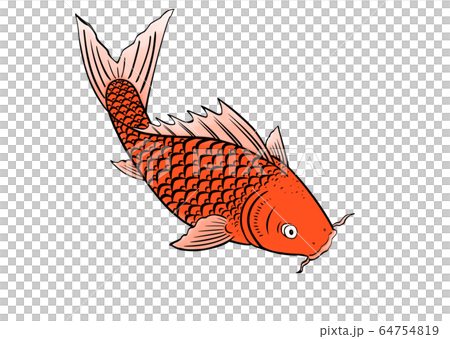 魚 魚類 サカナ 64754819