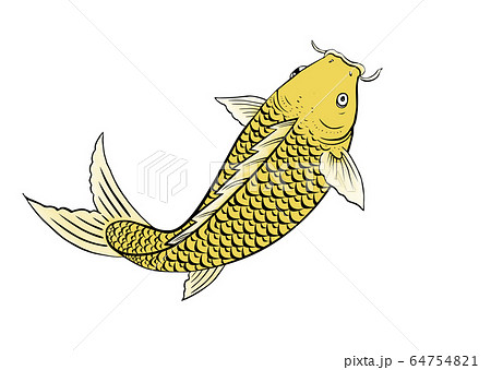 魚 魚類 サカナ 64754821