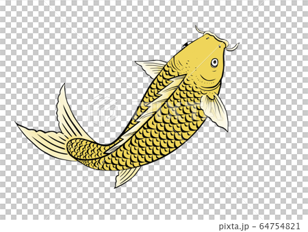 魚 魚類 サカナ 64754821