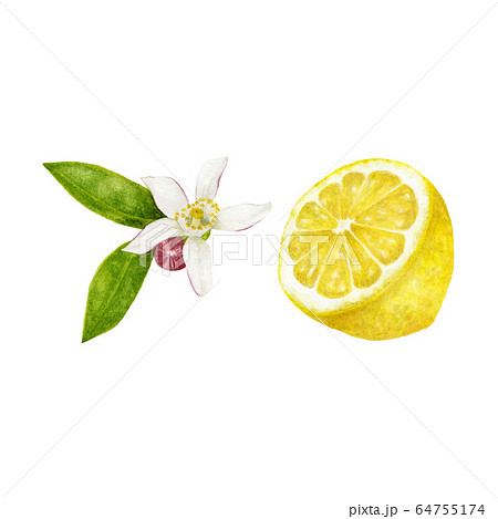 レモン レモンの花 水彩イラストのイラスト素材