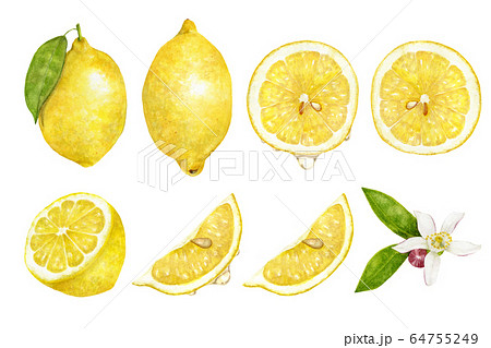 いろいろなレモンのセット 水彩イラストのイラスト素材 64755249 Pixta