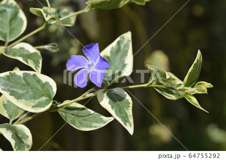 Lesser Periwinkle Variegata 64755292