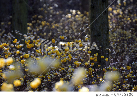 ミツマタの群生地 ミツマタの群生地 64755300