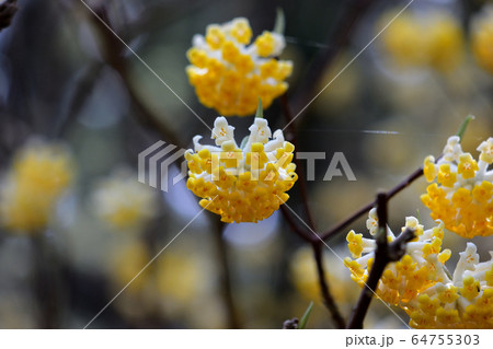 ミツマタの群生地 64755303