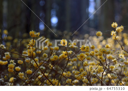 ミツマタの群生地 64755310