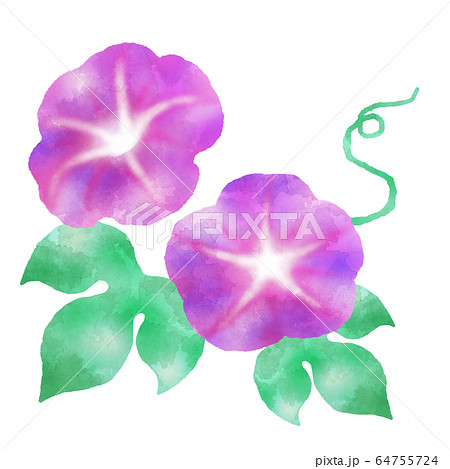 紫色の朝顔 アサガオ 水彩風イラスト素材のイラスト素材 64755724 Pixta