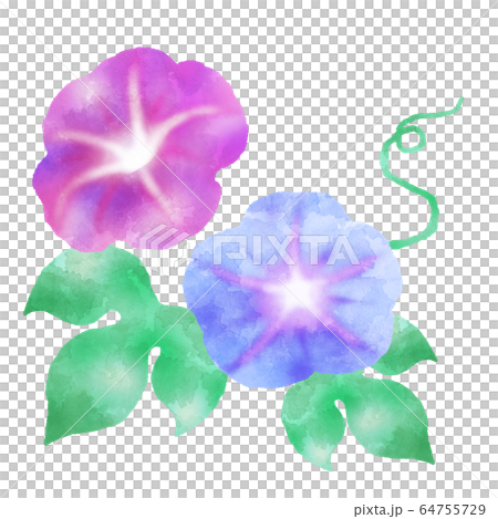 牽牛花牽牛花水彩風格插畫素材 64755729
