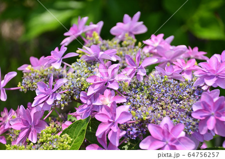 紫陽花　アジサイ　あじさい 64756257