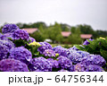 紫陽花 64756344