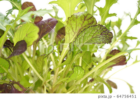 ベビーリーフ ベビーリーフ 64756451