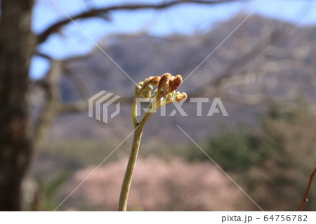 わらびの写真 わらびの写真 64756782