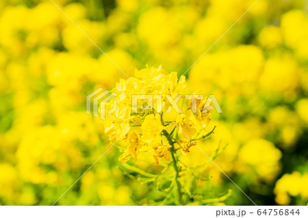 菜の花 64756844