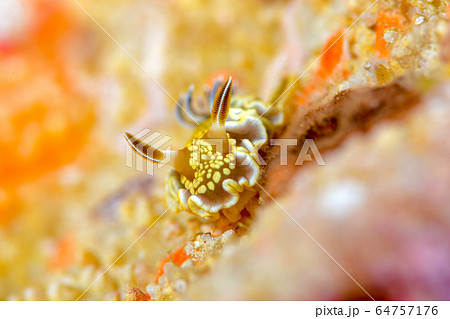キンゴマイロウミウシ 64757176