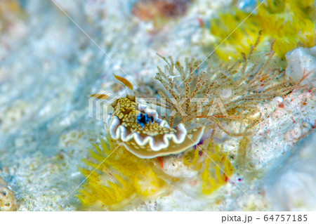 キンゴマイロウミウシ 64757185