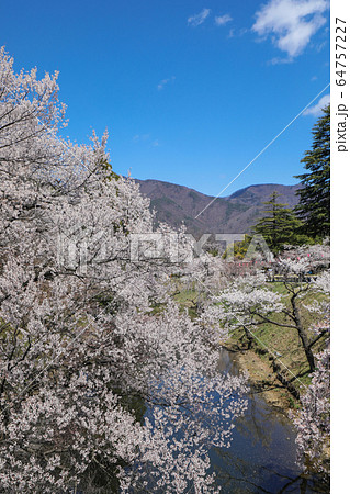 上田城跡公園 お堀の桜 64757227