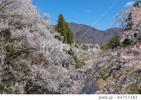 上田城跡公園 お堀の桜 64757383