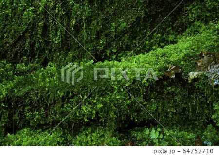 不動滝登山道脇の苔むすささやきの滝 不動滝登山道脇の苔むすささやきの滝 64757710