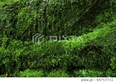 不動滝登山道脇の苔むすささやきの滝 64757711