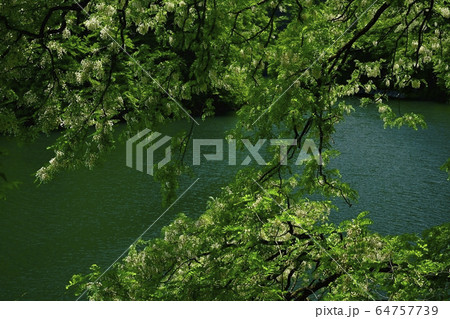 秩父湖畔に咲くニセアカシア 64757739