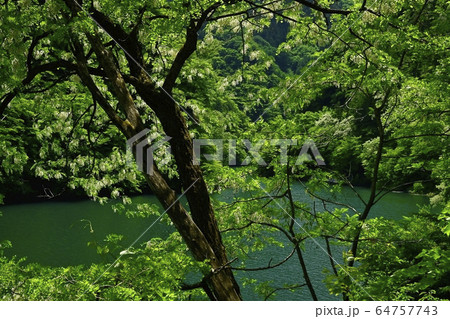 秩父湖畔に咲くニセアカシア 64757743