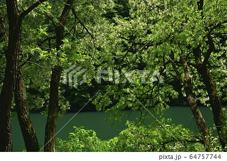 秩父湖畔に咲くニセアカシア 秩父湖畔に咲くニセアカシア 64757744