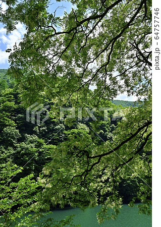 秩父湖畔に咲くニセアカシア 64757746