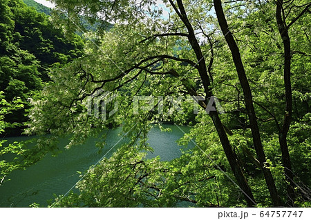 秩父湖畔に咲くニセアカシア 64757747