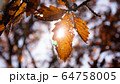 最後の一葉 64758005