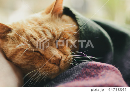 Beautiful red cat lies on the window. Cute ginger cat and blanket 64758345