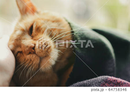 Beautiful red cat lies on the window. Cute ginger cat and blanket Beautiful red cat lies on the window. Cute ginger cat and blanket 64758346